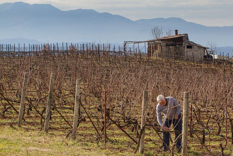 man working in the 'Zoinos Winery' vineyard